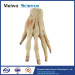 Superficial palmar arch plastination for sale