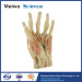 Superficial palmar arch plastination for sale