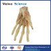 Superficial palmar arch plastination for sale