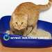 No Toxic Bentonite Clay Cat Litter With High Adsorption Free Sample