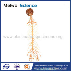 Brain and spinal cord plastinated specimen