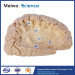 Human association fiber of cerebral hemisphere plastination