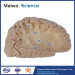 Human association fiber of cerebral hemisphere plastination