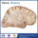 Human association fiber of cerebral hemisphere plastination