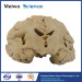 Coronal section of brain plastinated specimen