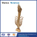 Spinal cord with nerves in vertebral column medical specimen plastination