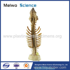 Spinal cord with nerves in vertebral column medical specimen plastination