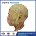 Facial nerve plastinated specimen