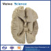 Ventricle and the insula plastinated specimen