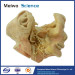 Human trigeminal nerve plastinated specimen