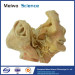 Human trigeminal nerve plastinated specimen