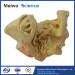 Human trigeminal nerve plastinated specimen