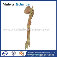 Deep vascular nerve of upper limb plastinated specimen