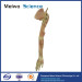 Deep vascular nerve of upper limb plastinated specimen