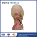 Superficial vascular nerve of head and neck medical specimen plastination