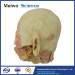 Deep vascular nerve of head and face plastinated specimen