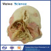 Deep vascular nerve of head and face plastinated specimen