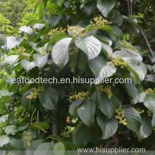 Celastrus and Angulatin Angulatua extract