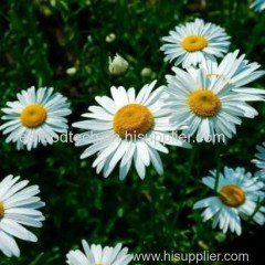 Pyrethrum and Pyrethrins Cinerariifolium Extract