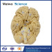 Human whole brain plastination specimen