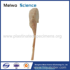 Testis and epididymis plastinated specimen for sale