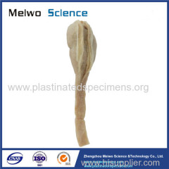 Testis and epididymis plastinated specimen for sale