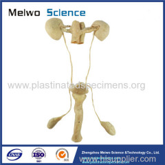 Male urogenital system plastinated specimen