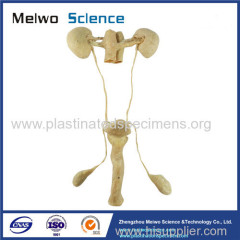 Male urogenital system plastinated specimen