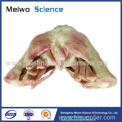 Muscles of female perineum plastination for sale