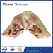 Muscles of female perineum plastination for sale