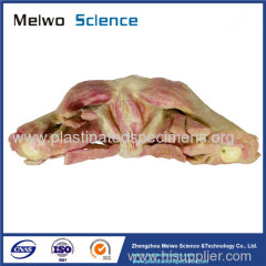 Muscles of female perineum plastination for sale