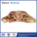 Muscles of female perineum plastination for sale