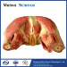 Muscles of female perineum plastination for sale