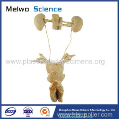 Female urogenital system plastination