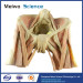 Female pelvic organs human body plastination