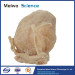 Prostate seminal vescle bladder plastinated specimen