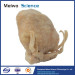 Prostate seminal vescle bladder plastinated specimen