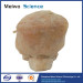 Prostate seminal vescle bladder plastinated specimen