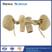 Double kidney plastination specimen for sale