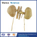 Double kidney plastination specimen for sale