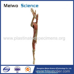 Palm to palm plastinated specimen