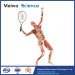 Playing tennis teaching specimen plastination