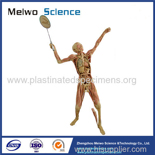 Playing badminton plastinated specimen