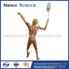 Playing badminton plastinated specimen