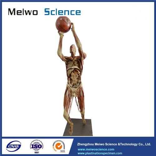 Playing basketball plastinated specimen