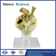 Heart of horse plastinated specimen