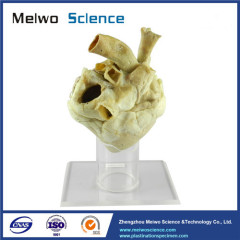 Heart of horse plastinated specimen