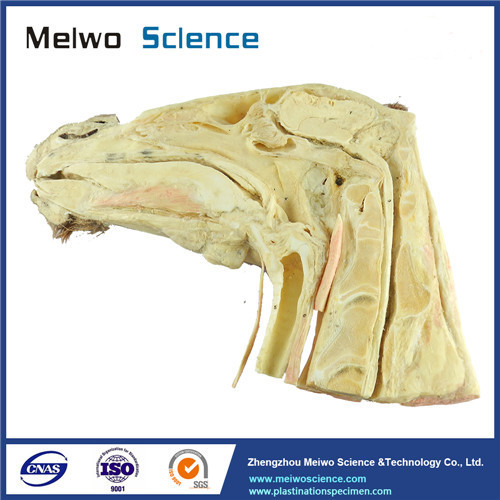 Median sagittal section of horse head plastinated specimen