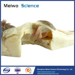 Muscles of horse eyeball plastinated specimen