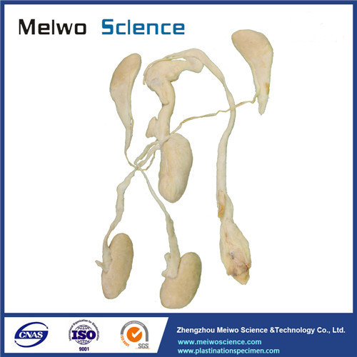 Pig urogenital system plastinated specimen